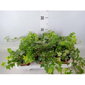 Hedera helix 'Eva'