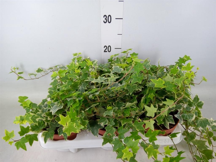 <h4>Hedera helix 'Eva'</h4>