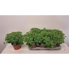 arr8 Sedum Herbstfreude