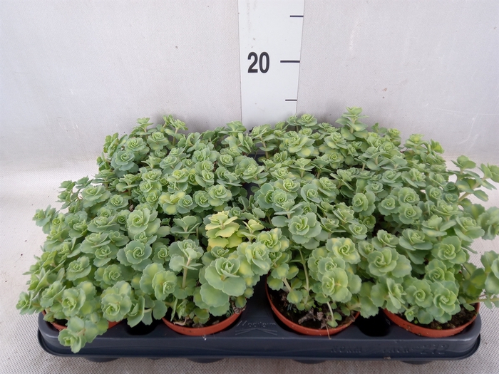 <h4>Sedum sieboldii 'Mediovariegatum'</h4>