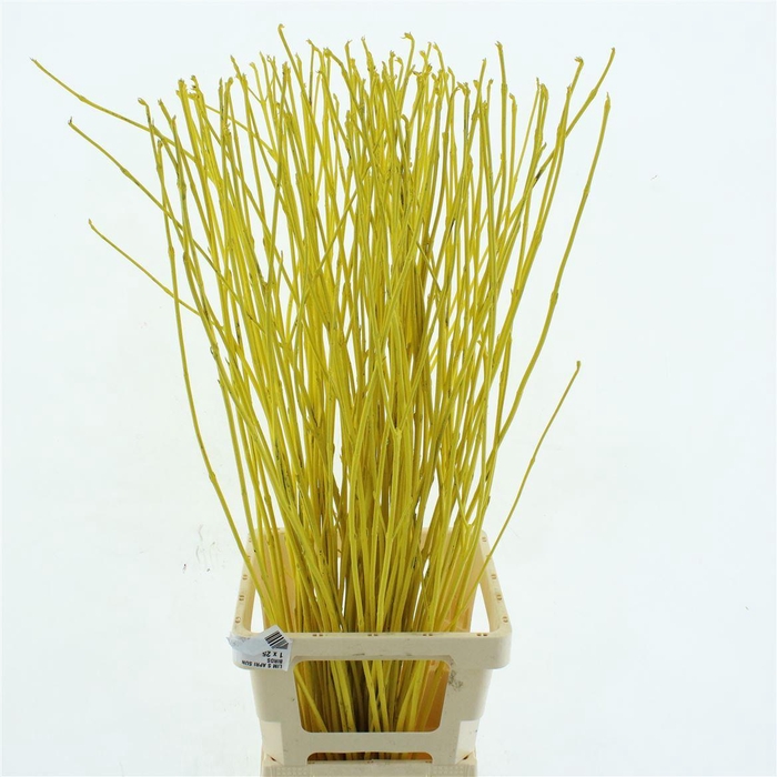 <h4>Cornus Alba Siberica Klb Yellow</h4>