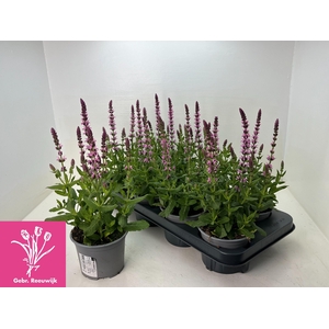 SALVIA NE SE DP ROSE