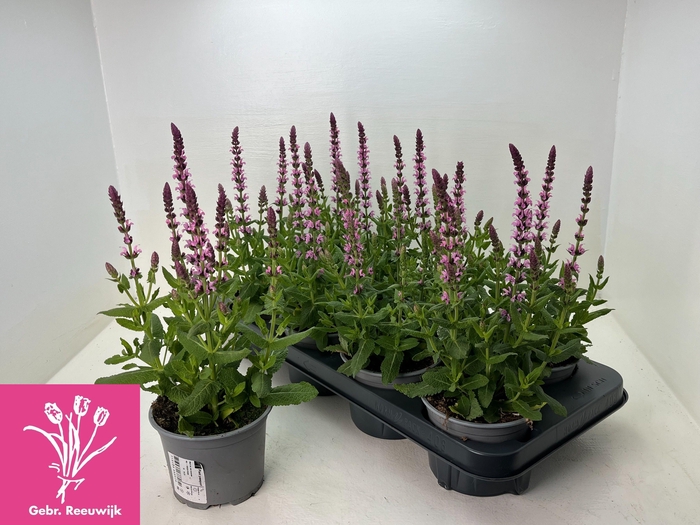 <h4>SALVIA NE SE DP ROSE</h4>