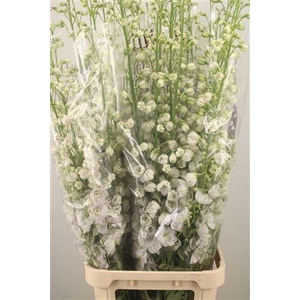 Delph El Dewi White Smile