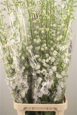 <h4>Delph El Dewi White Smile</h4>