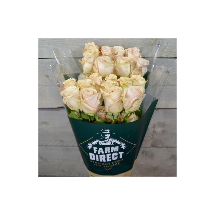 <h4>R Gr Quicksand</h4>