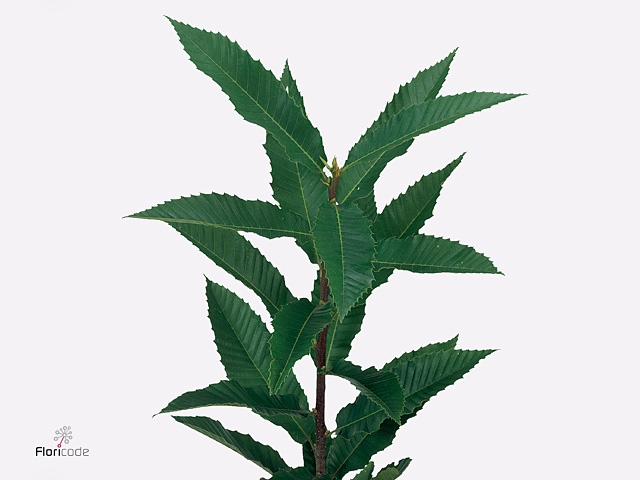 CASTANEA SATIVA VRUCHT