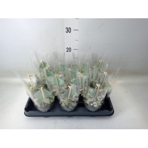 Ceropegia woodii 'Variegata'