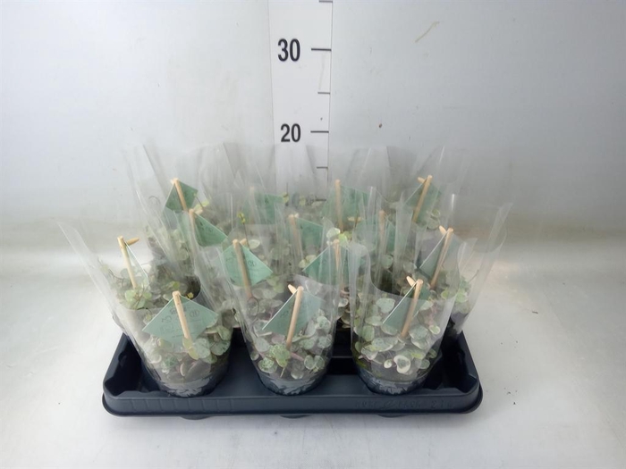 <h4>Ceropegia woodii 'Variegata'</h4>