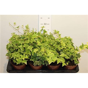 Hedera Helix Gold Child
