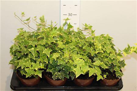 <h4>Hedera Helix Gold Child</h4>