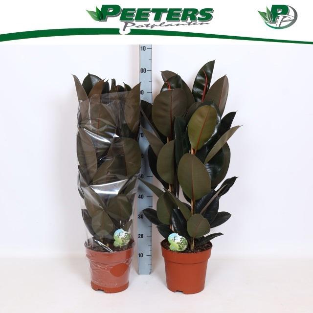 <h4>FIC EL ABIDJAN</h4>