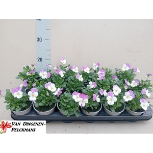 VIOLA CORNUTA TW WHI+PUR W