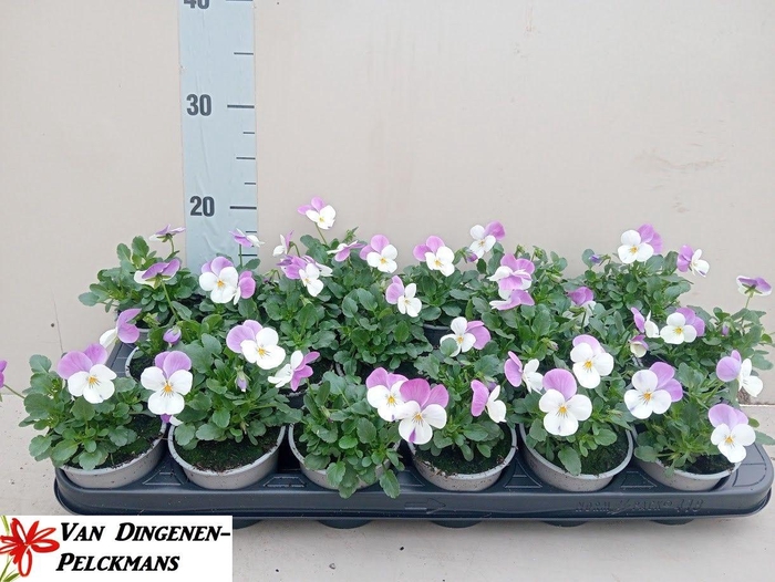 <h4>VIOLA CORNUTA TW WHI+PUR W</h4>