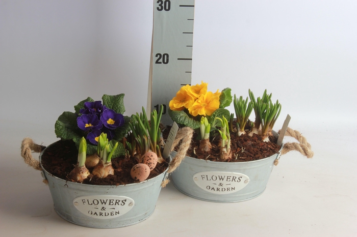 <h4>ARR BOL KNOLGEWAS</h4>