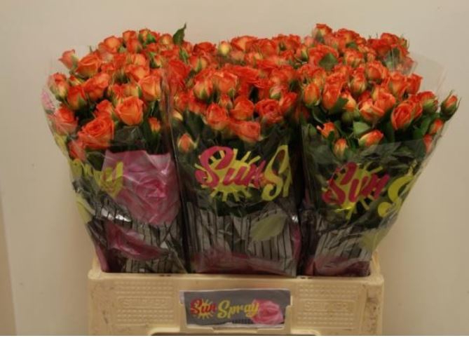 Rosa TR 'Picanto'