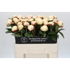 Paeonia Elsa Sass