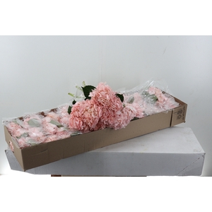 Hydr Light Pink Select Box