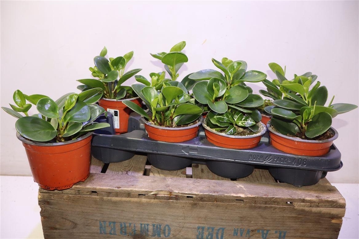 <h4>arr8 Pep Pepperspot</h4>