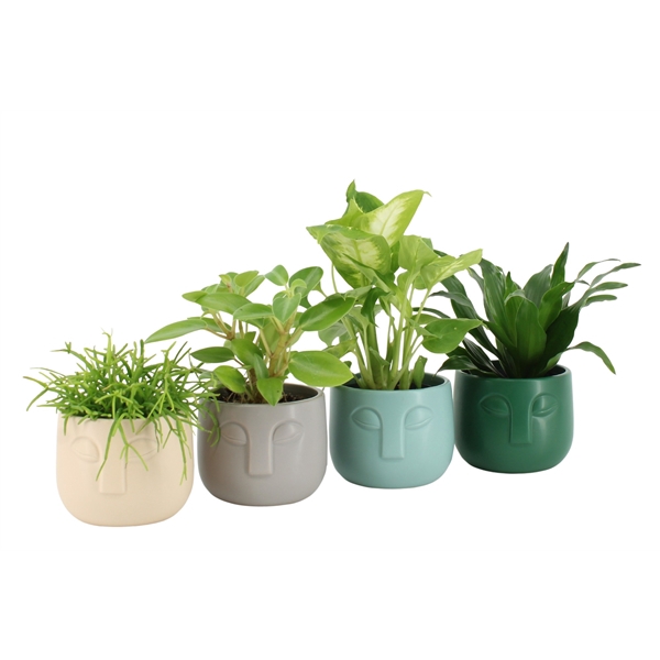 <h4>55147: Solutionss Plants</h4>