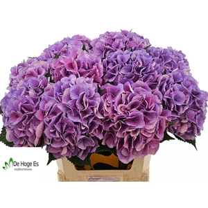 HYDR M ROYAL LOVE B
