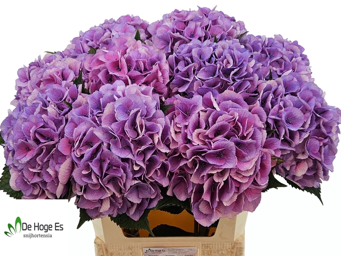 <h4>HYDR M ROYAL LOVE B</h4>