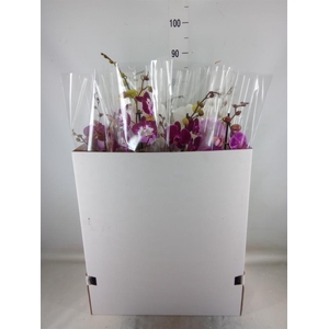 Phalaenopsis   ...mix