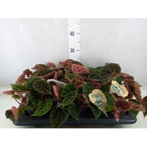 Begonia BD ferox