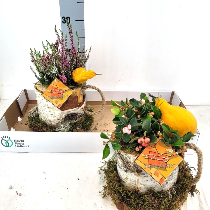 <h4>ARR TUINPLANTEN</h4>