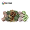 Sierra's® - Sevilla Succulent Mix (Deluxe)