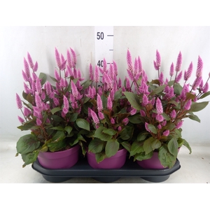 Celosia arg. SP 'Wild Pink'