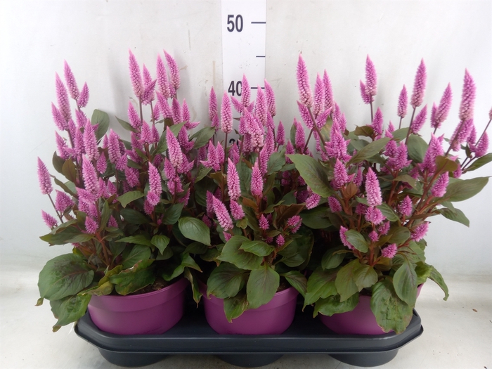 <h4>Celosia arg. SP 'Wild Pink'</h4>