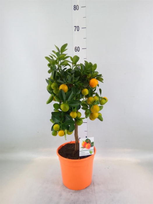 <h4>Citrus   ...</h4>