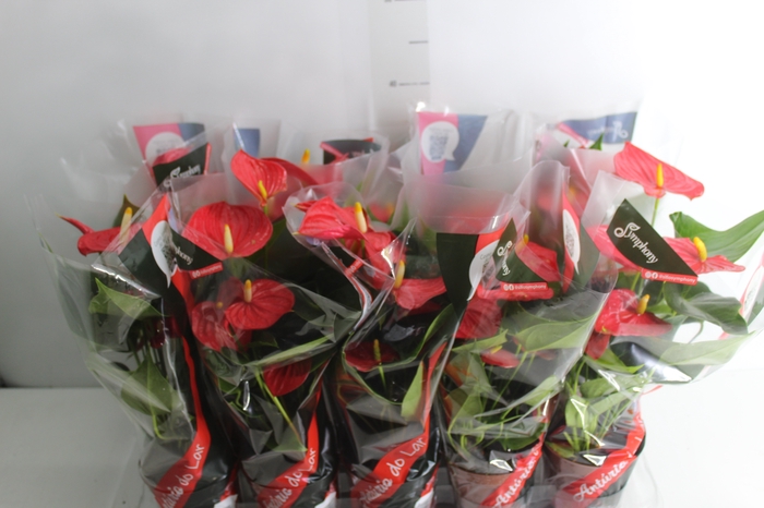 <h4>ANTHURIUM ESUDO P12</h4>