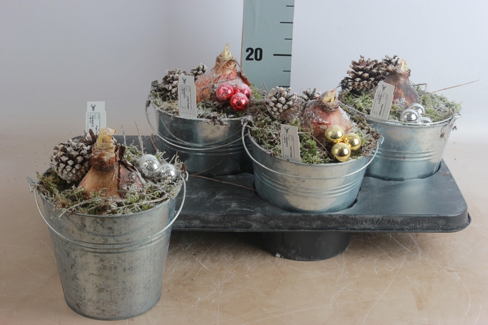 <h4>ARR HIPPEASTRUM</h4>