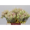 Blushing Bride 4/6 Flowers