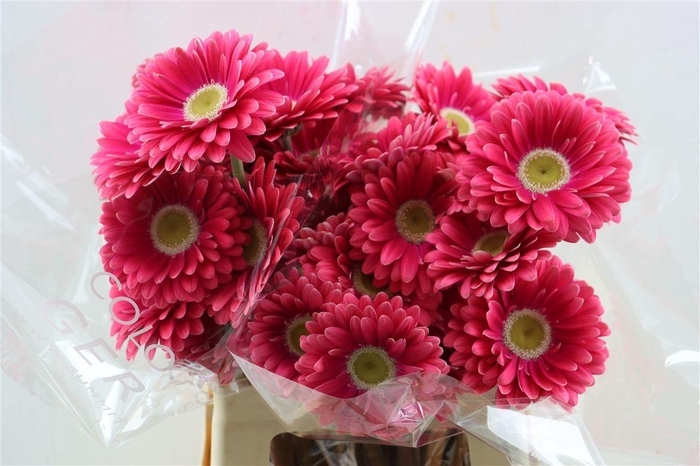 <h4>Ge Gr Unique</h4>