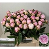 Paeonia Sarah Bernhard Pink