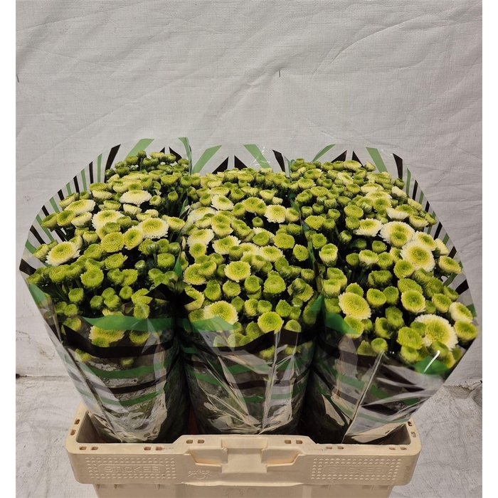 <h4>Chr S Maverick White</h4>