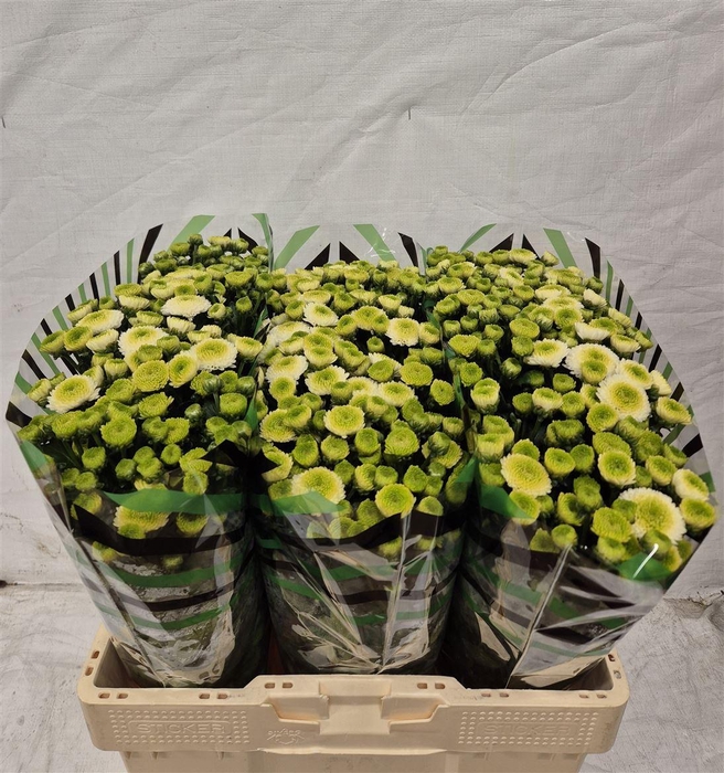 <h4>Chr S Maverick White</h4>