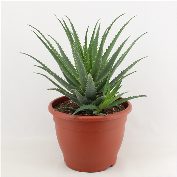 <h4>Aloe Arborescens P32</h4>