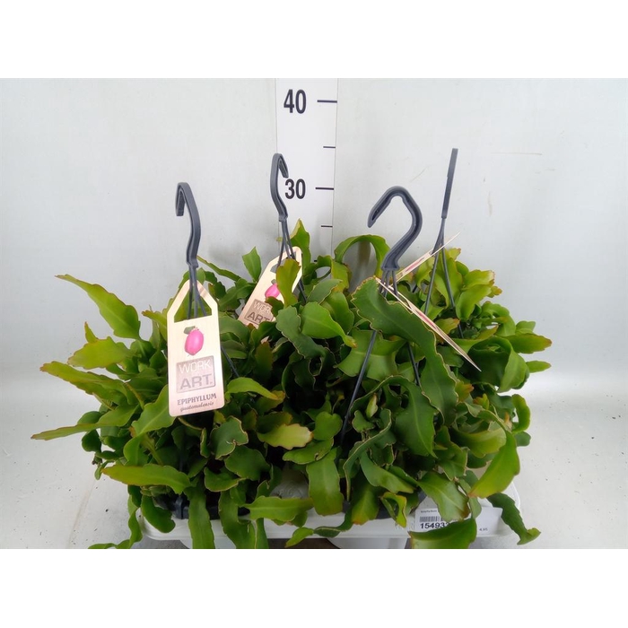 <h4>Epiphyllum guatem. var. monstrosa</h4>