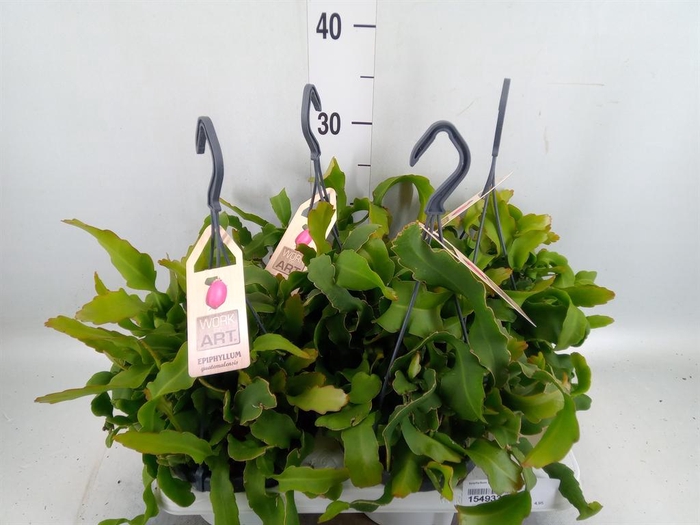 <h4>Epiphyllum guatem. var. monstrosa</h4>