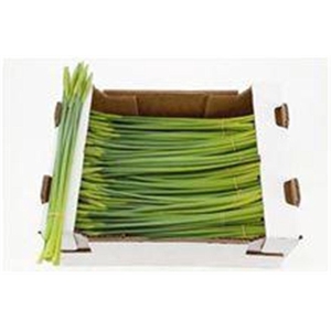 Narcis Dutch Master Xl Bunch 20 Stems