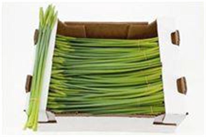 <h4>Narcis Dutch Master Xl Bunch 20 Stems</h4>