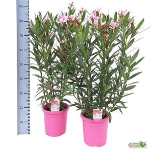 NERI OLEANDER