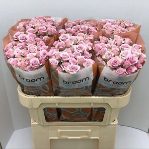 Rosa TR 'Leila' BRAAM