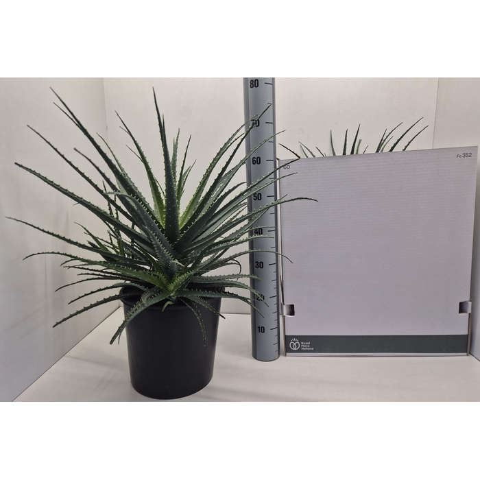 <h4>ALOE ARBORESCENS</h4>