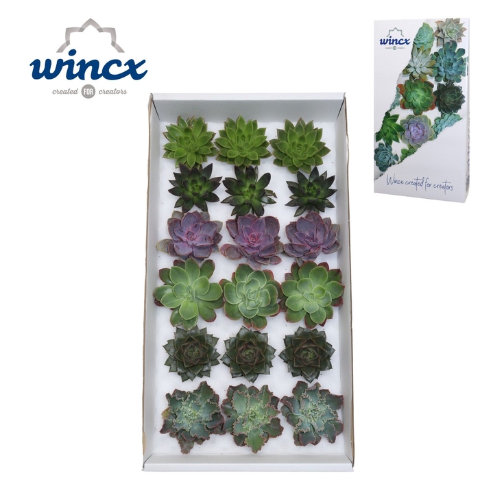 <h4>Echeveria Autumn Mix (Wincx) Cutfl (6 Spcs) Wincx-8cm</h4>