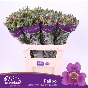 Alstr Falipo